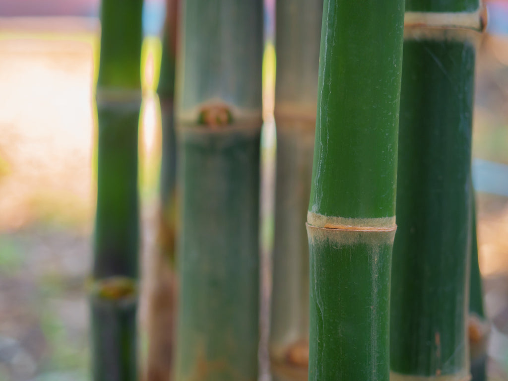 Bamboo Tabashir