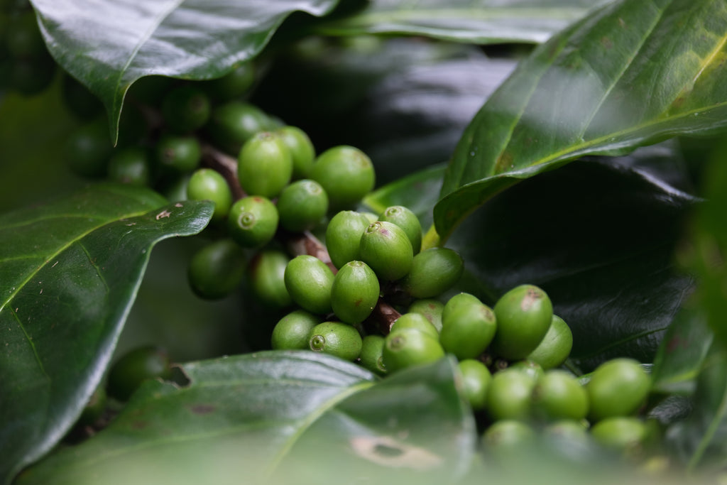 Green Coffee Bulk