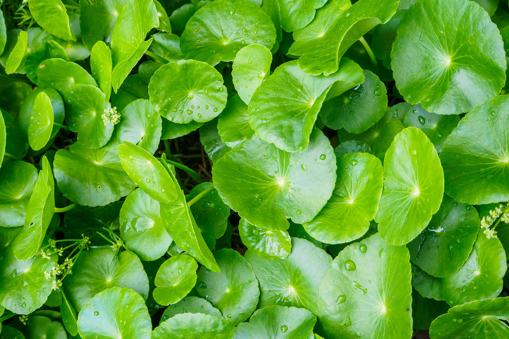 Gotu Kola