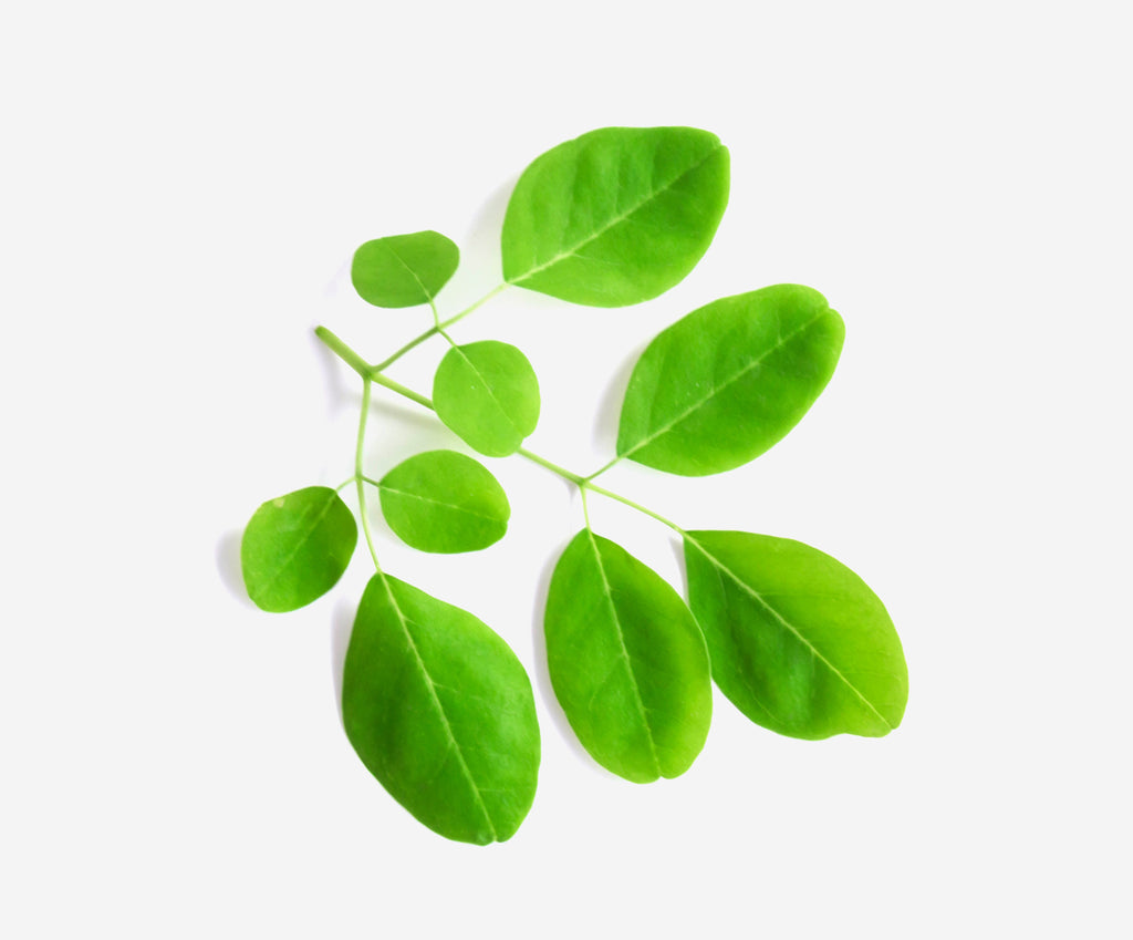 Moringa Leaf