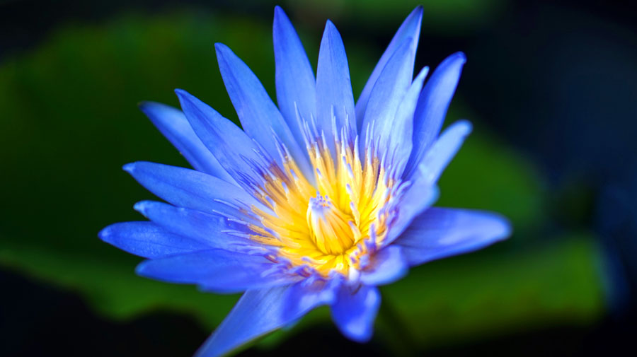 Blue Lotus