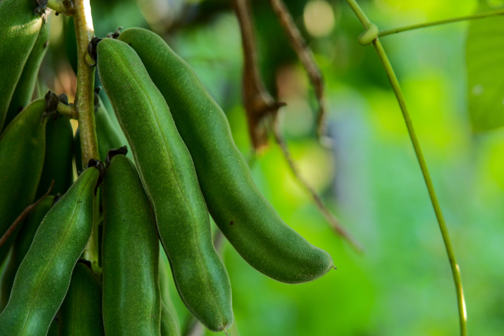 Mucuna Pruriens