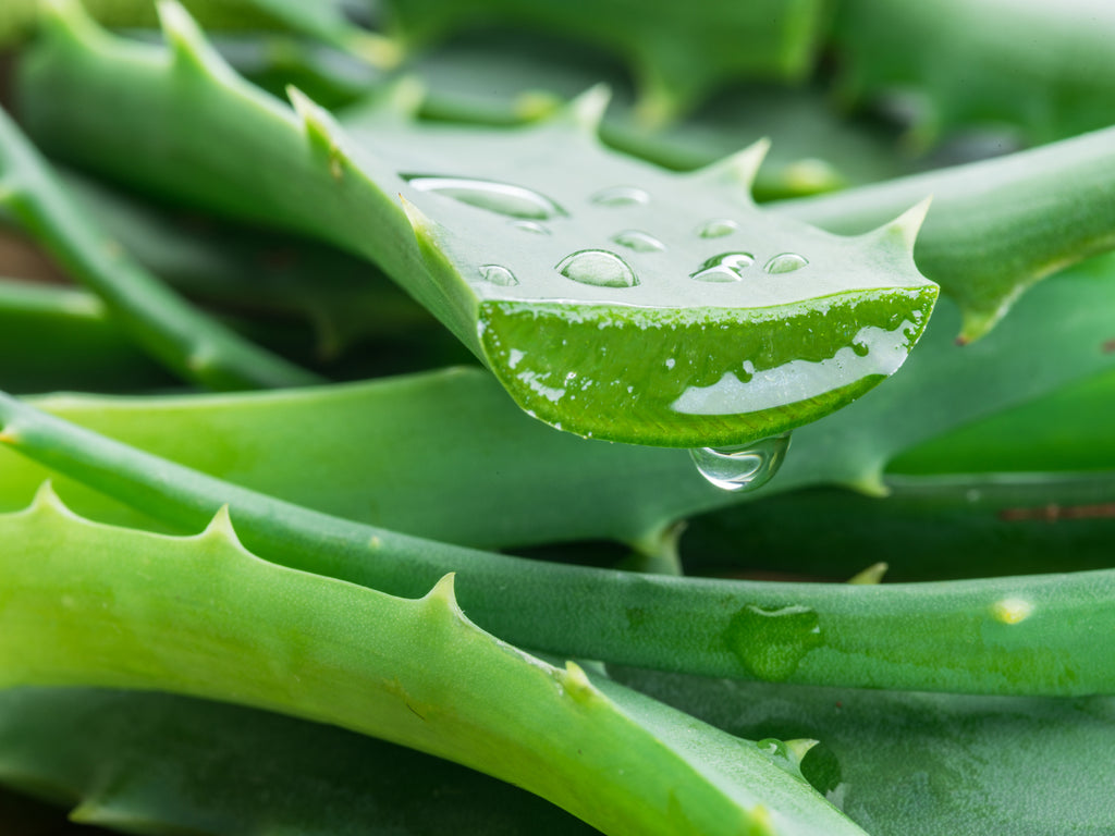 Aloe Bulk