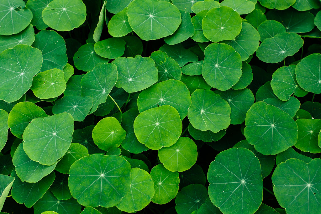 Bacopa Monnieri