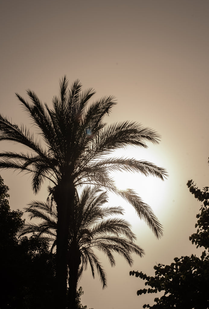 Silhouette of a palm tree against a sunlit sky